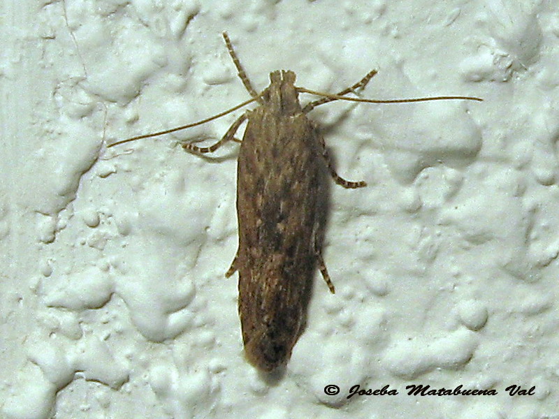 Phthorimaea operculella  (Gelechiidae)